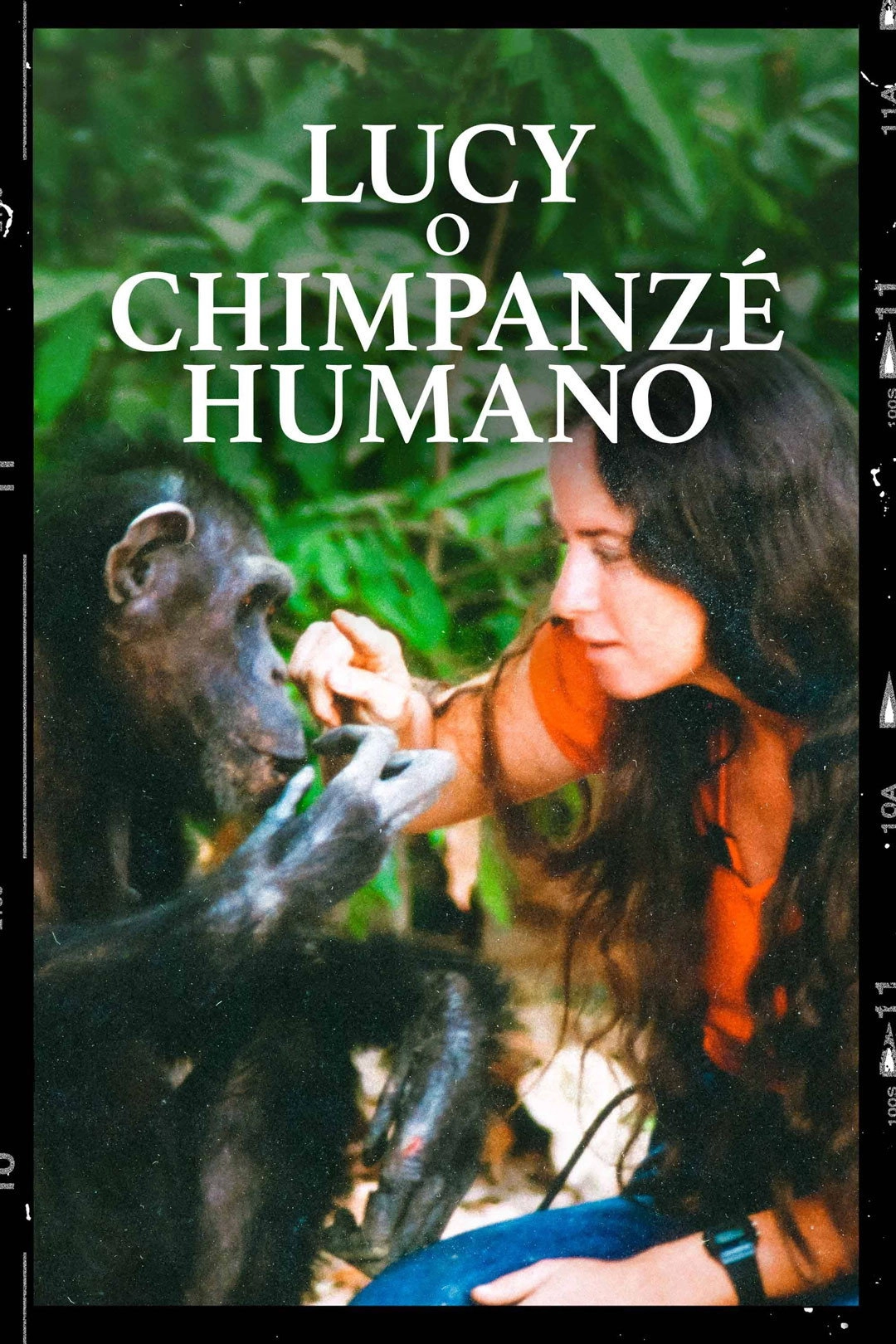 Lucy the Human Chimp