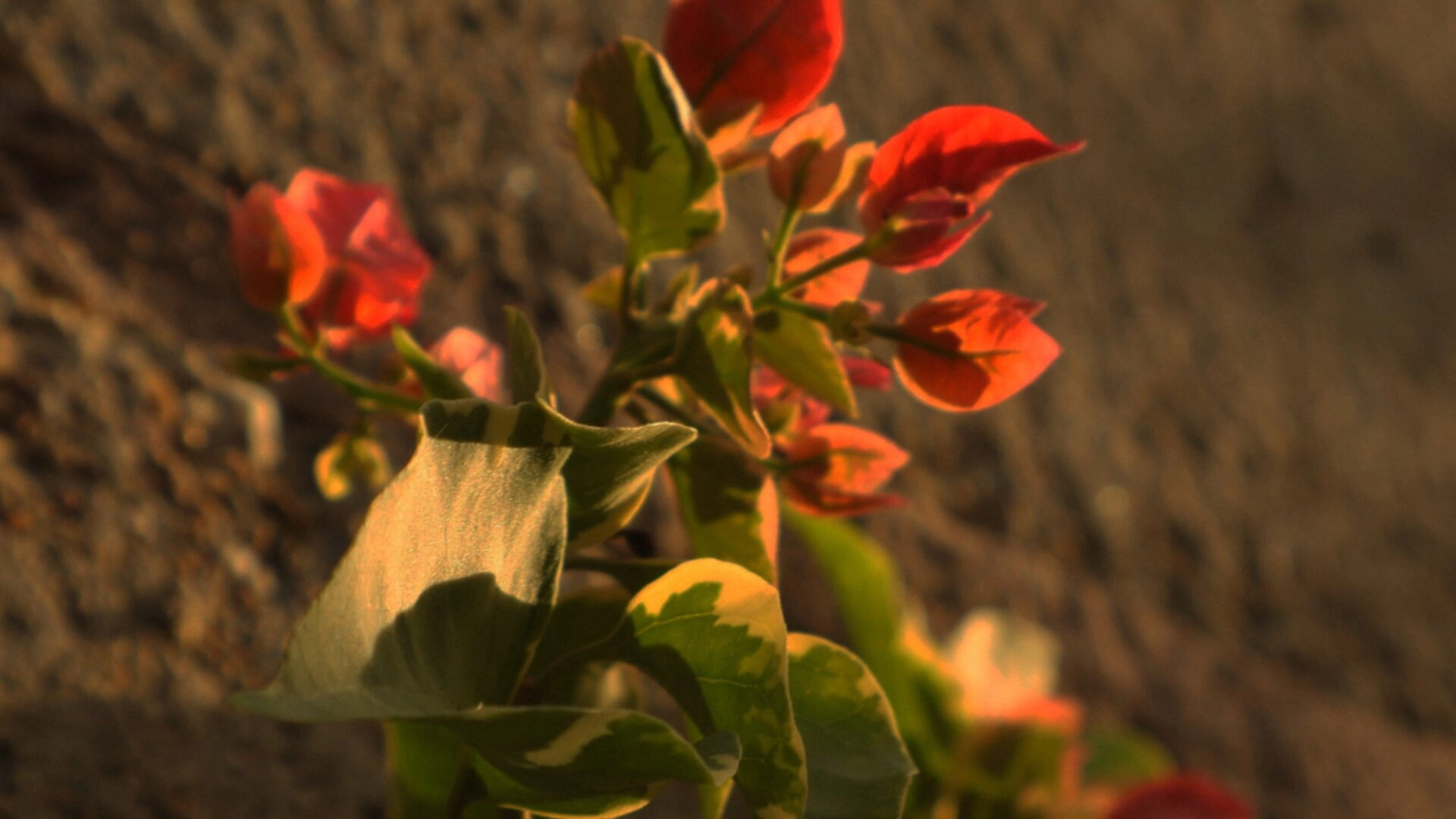 A Perfectly Okay Garden