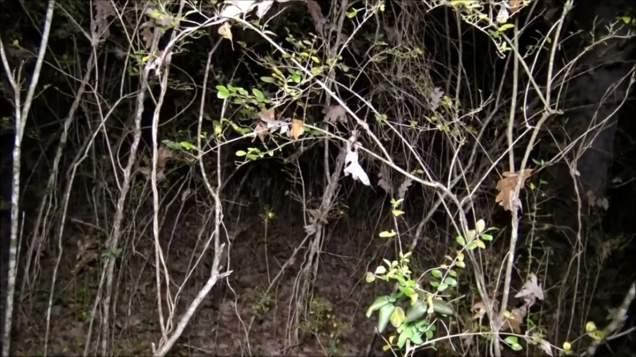 Paranormal Caught on Camera