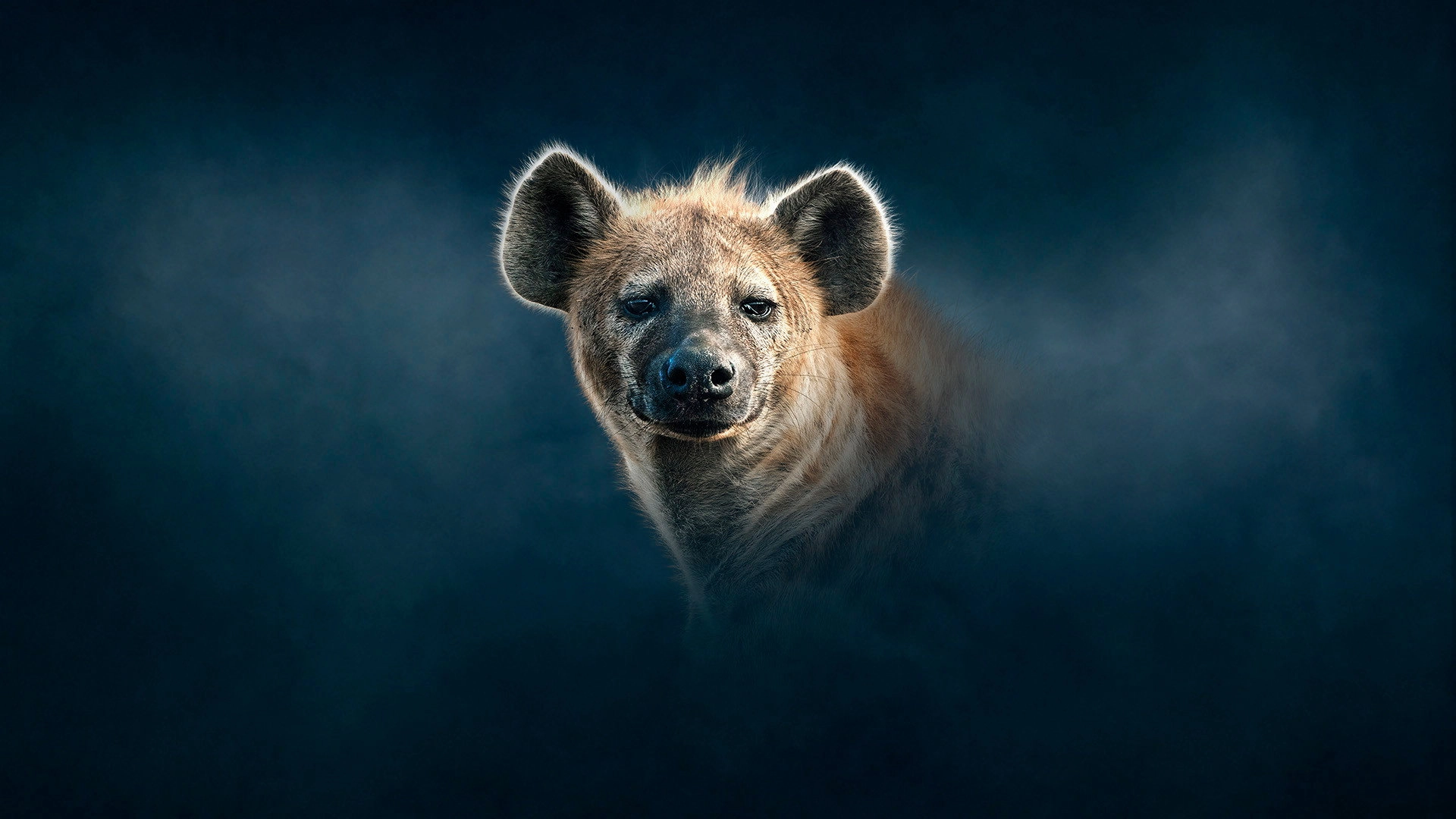 Dynasties