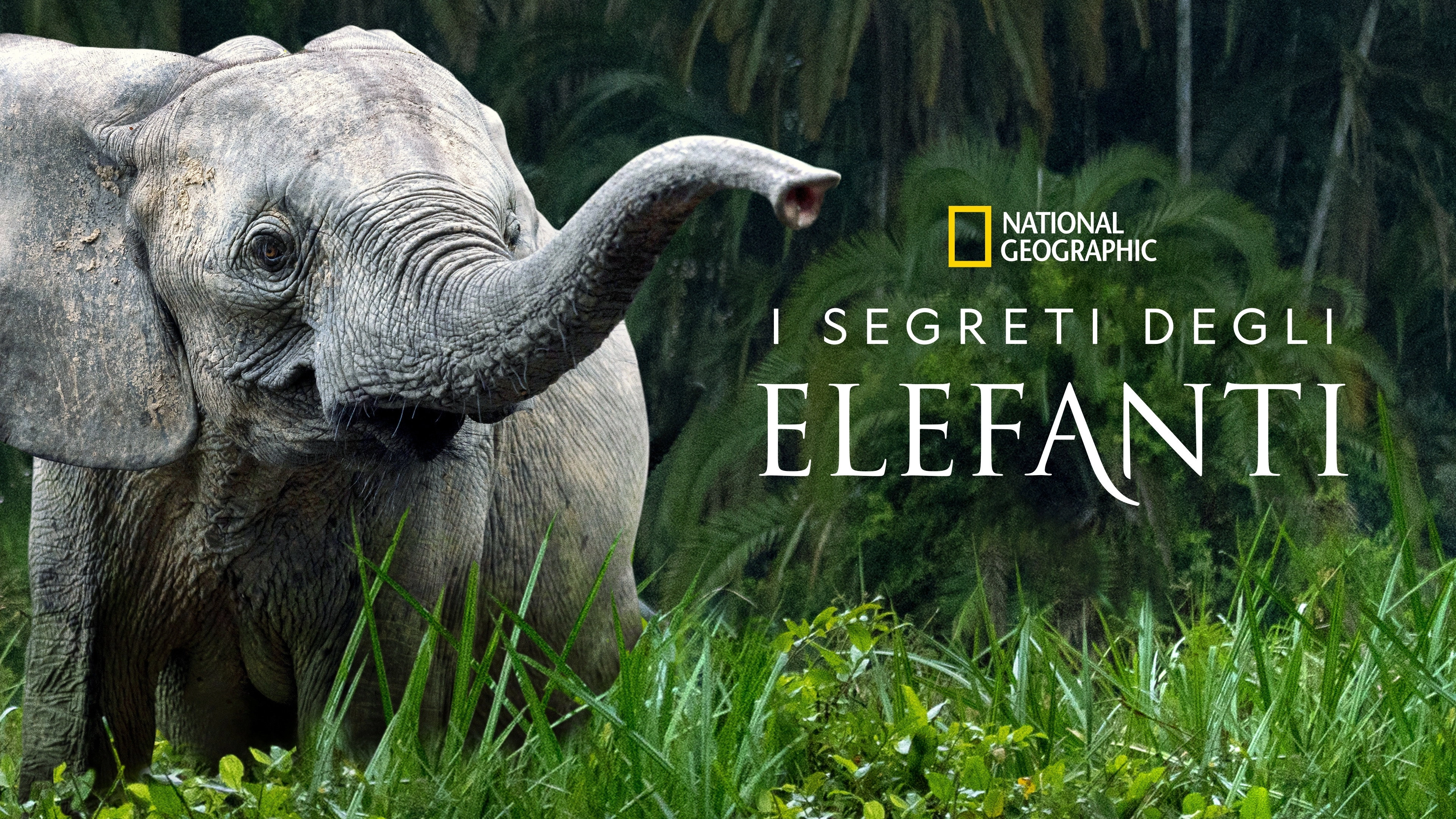 Secrets of the Elephants