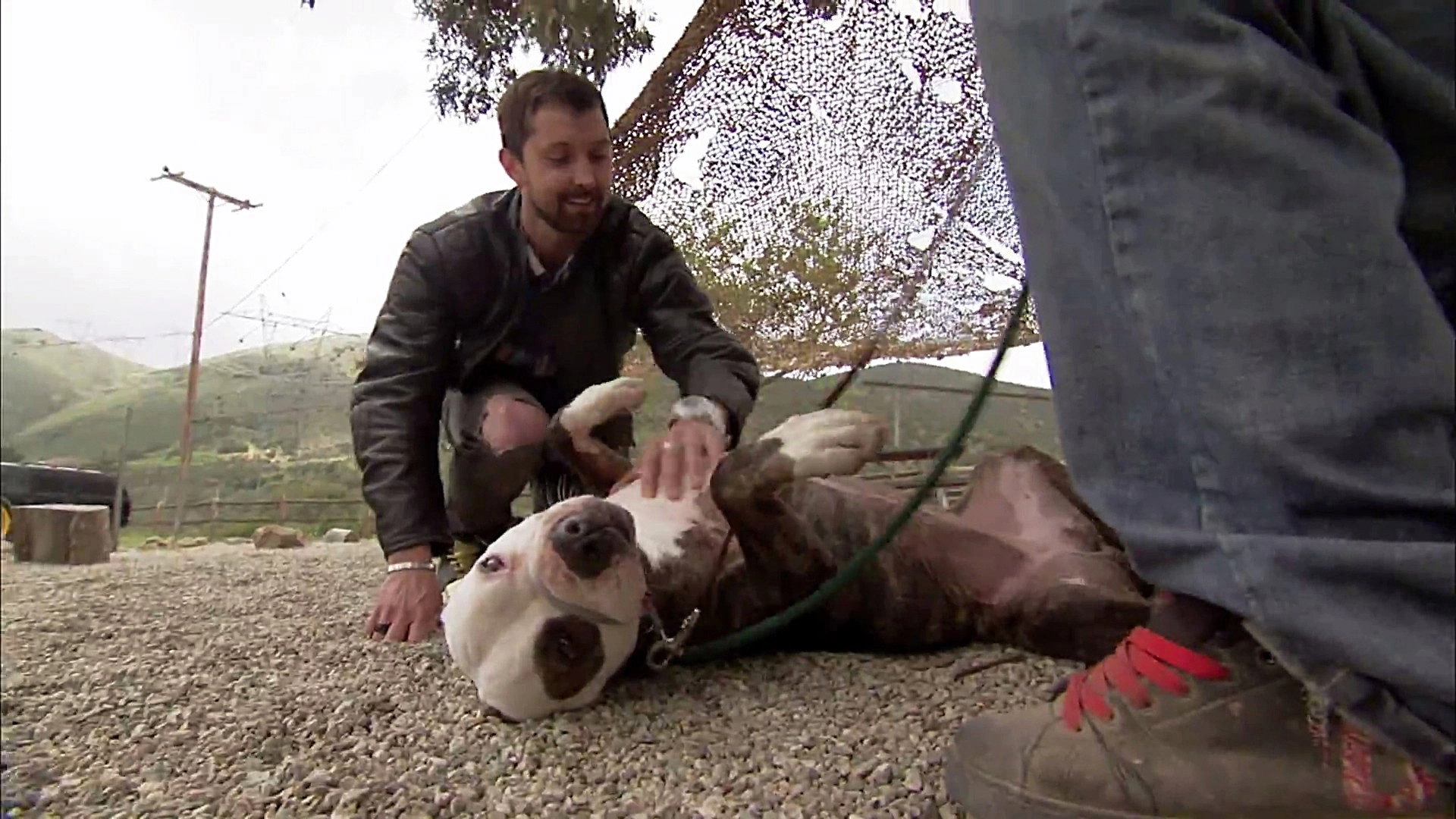 Pit Bulls and Parolees
