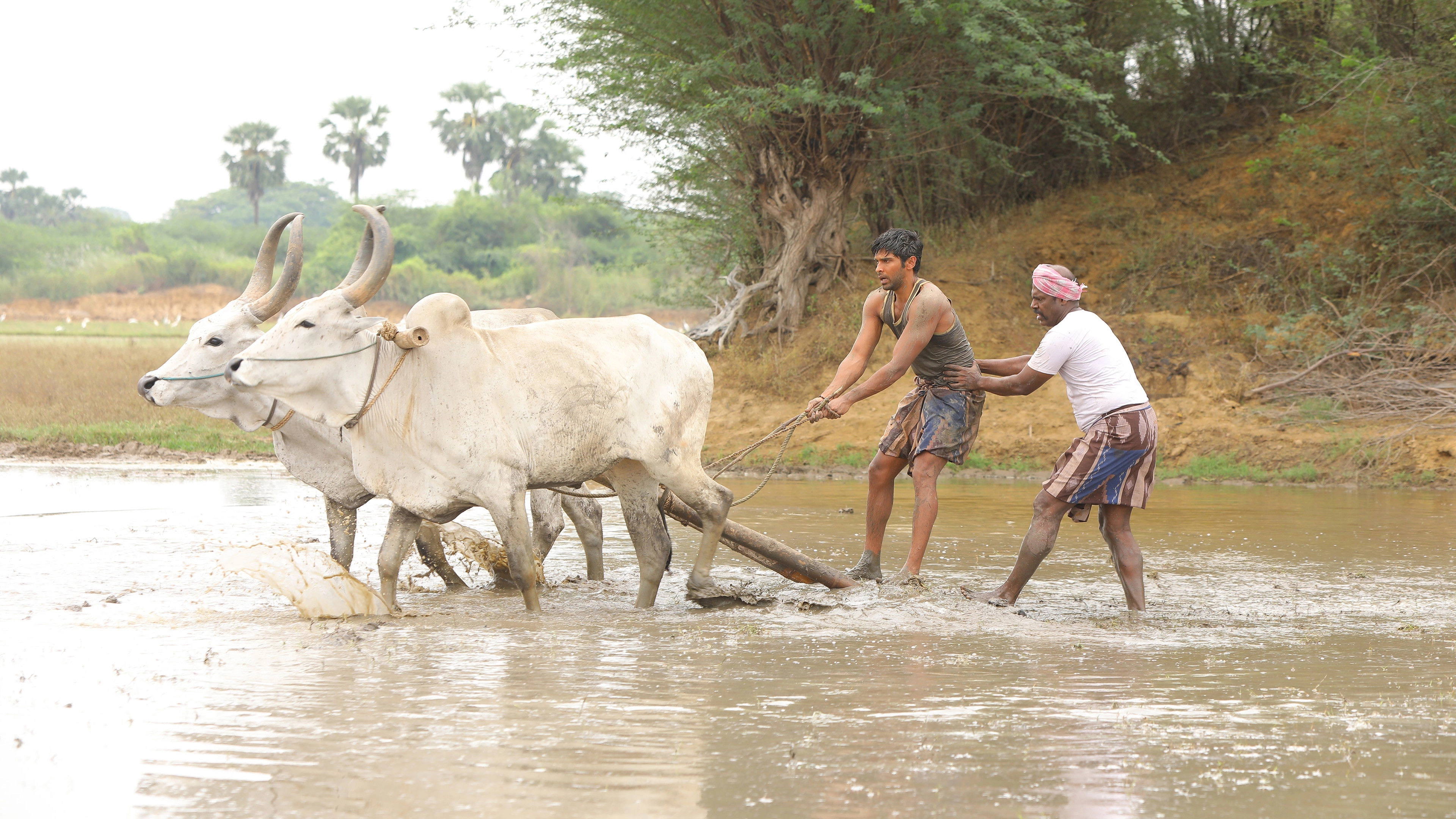 Bison Kaalamaadan