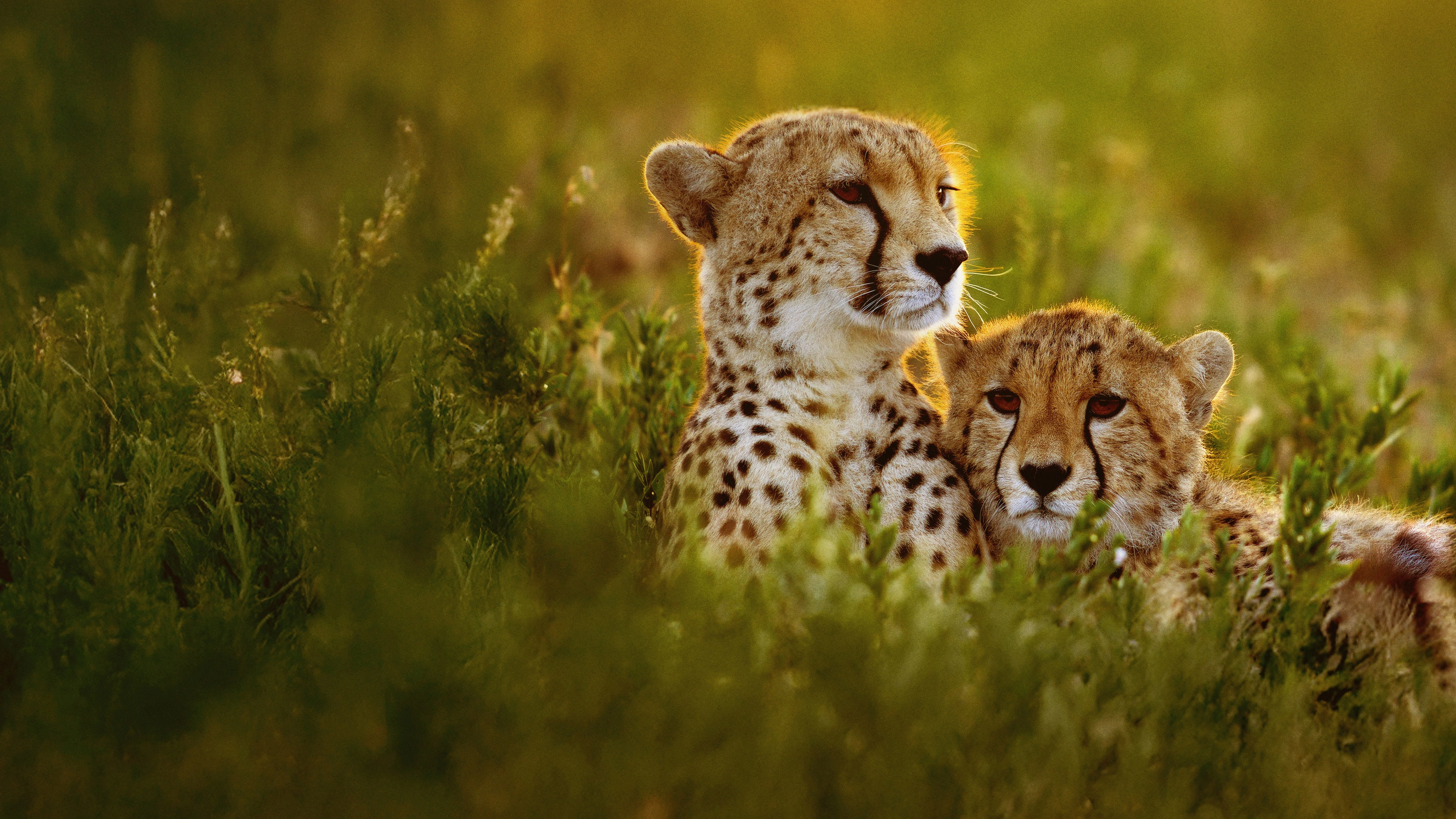 Cheetahs Up Close with Bertie Gregory